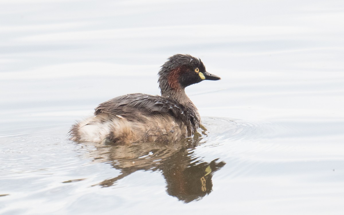 Австралийская поганка - ML644566787