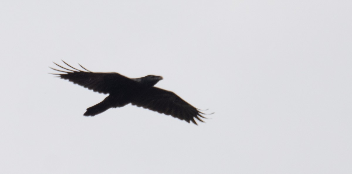 Erroi handia - ML644566797