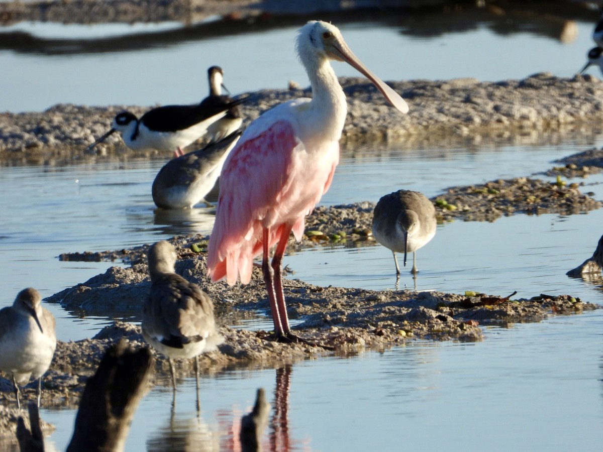 Roseate Spoonbill - ML644566798