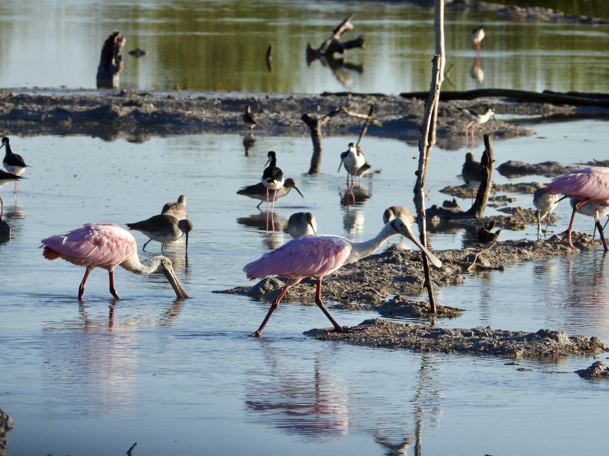 Roseate Spoonbill - ML644566800
