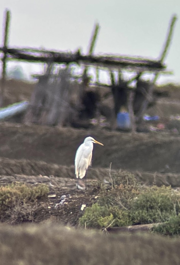 黃頭鷺 - ML644566802