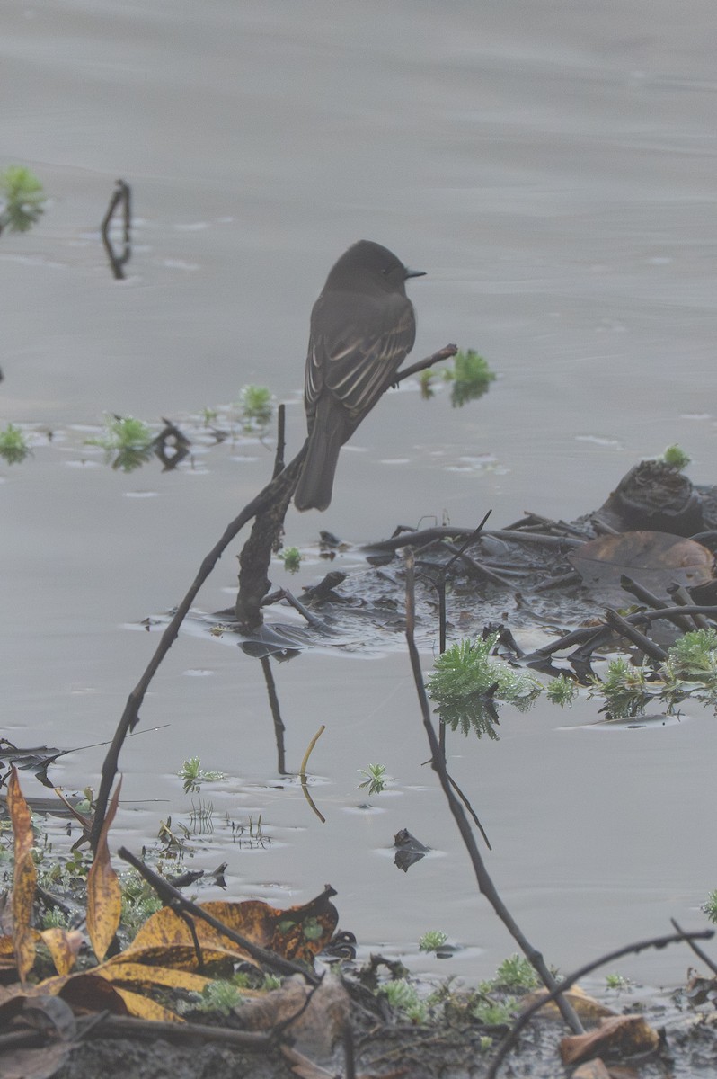 svartfibi - ML644566807