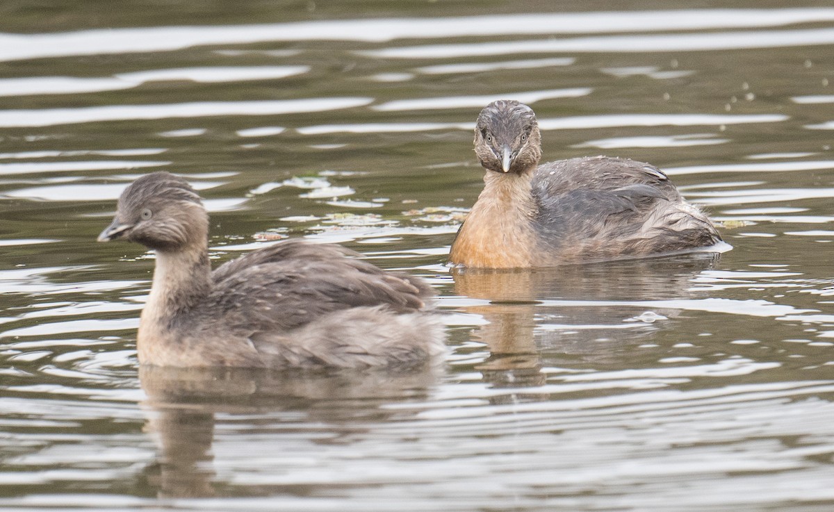 Hoary-headed Grebe - ML644566810