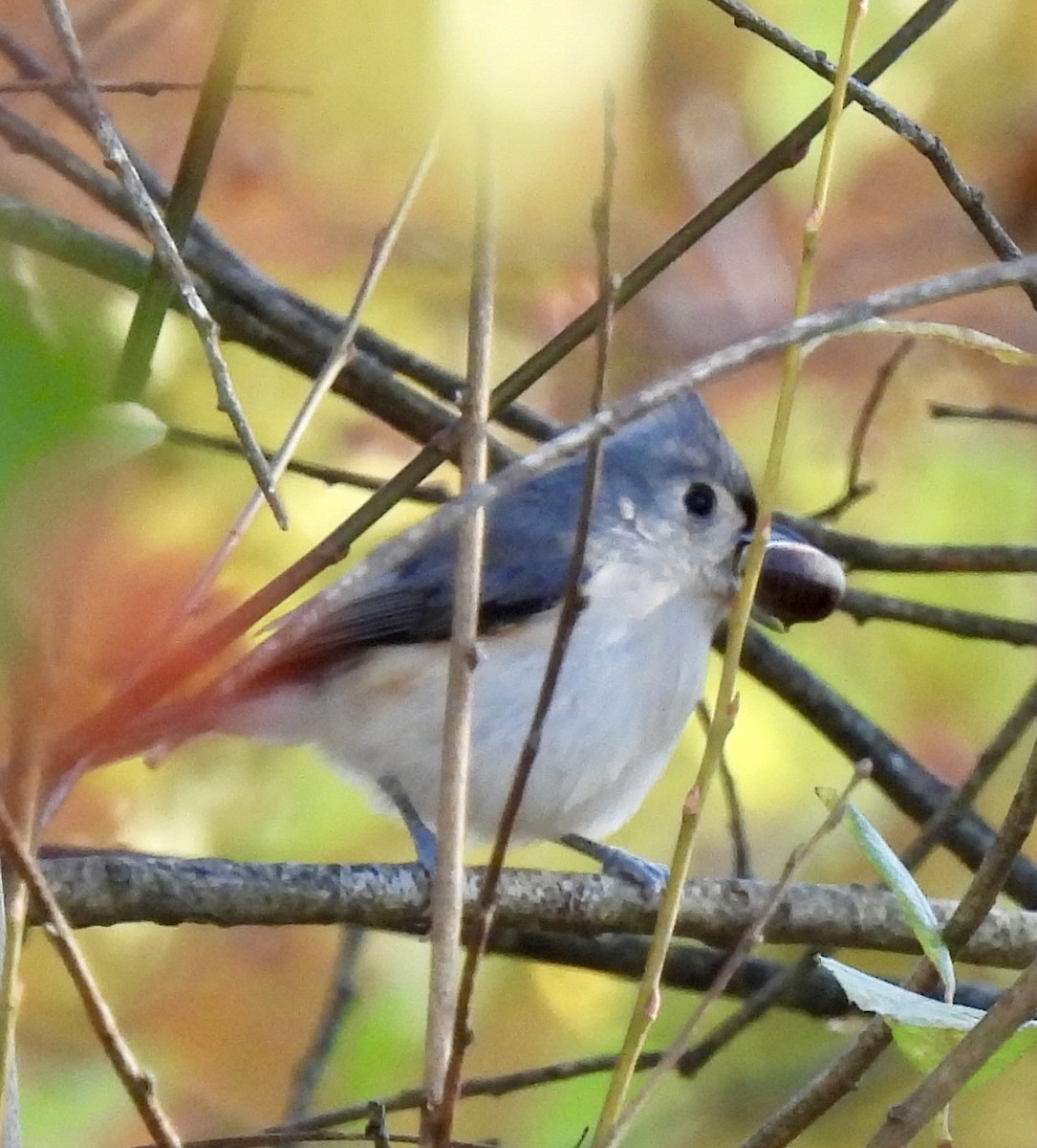 gråduskmeis - ML644566824