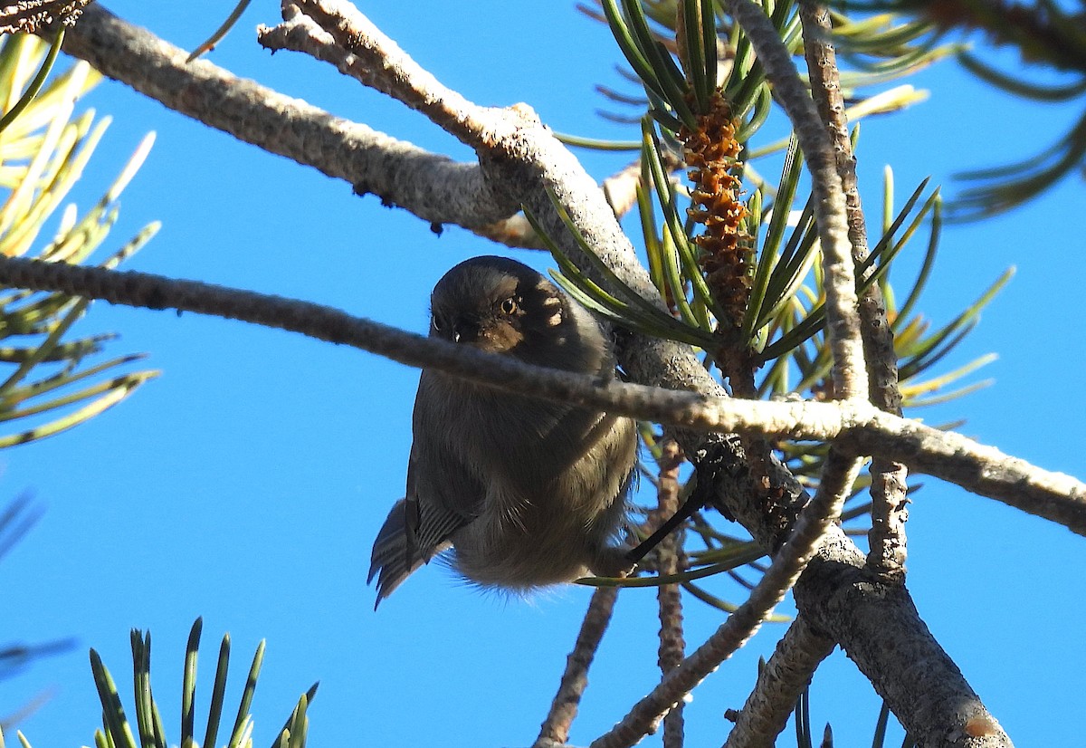 Ополовник американський - ML644566829