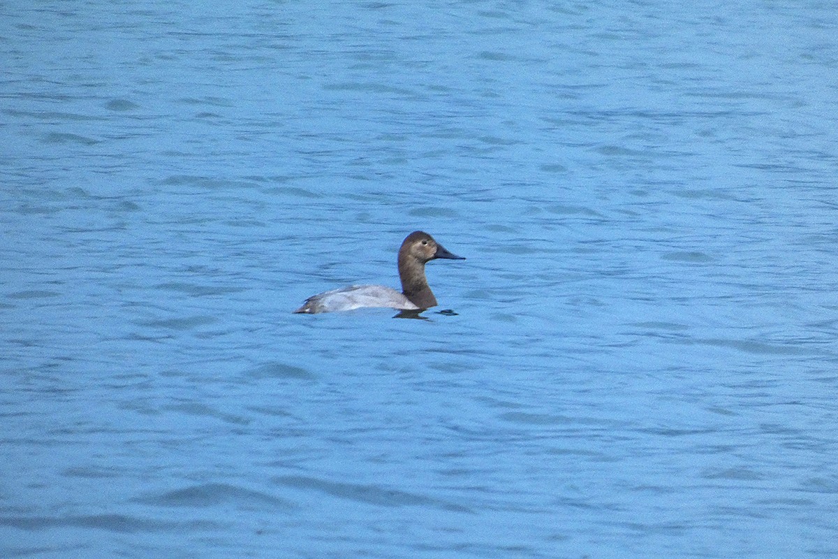 Porrón Coacoxtle - ML644566846