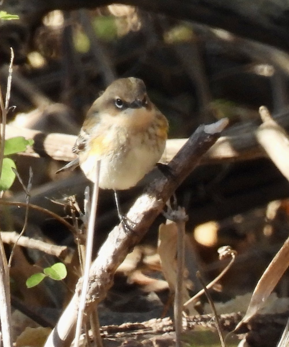 Yellow-rumped Warbler - ML644566847