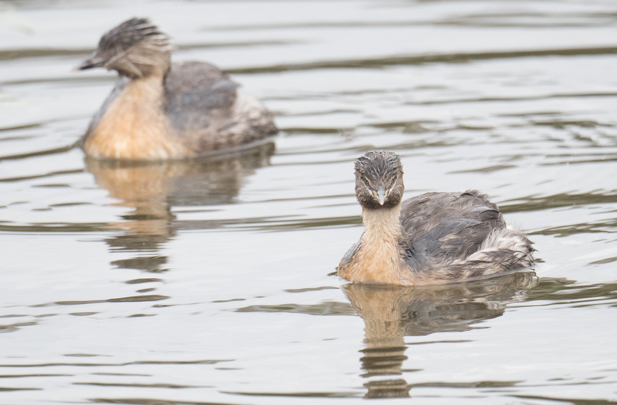 Hoary-headed Grebe - ML644566849