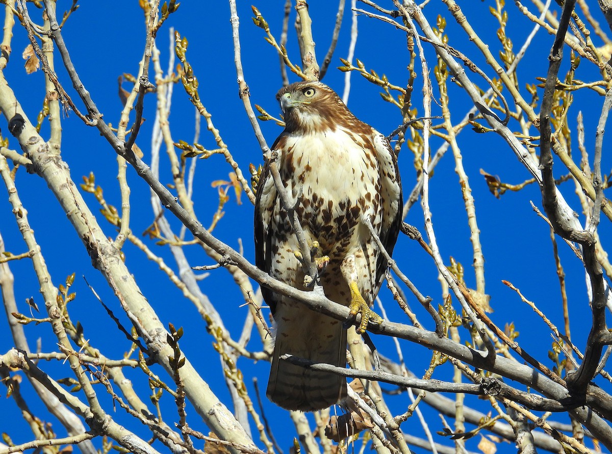 Канюк неоарктичний - ML644566850