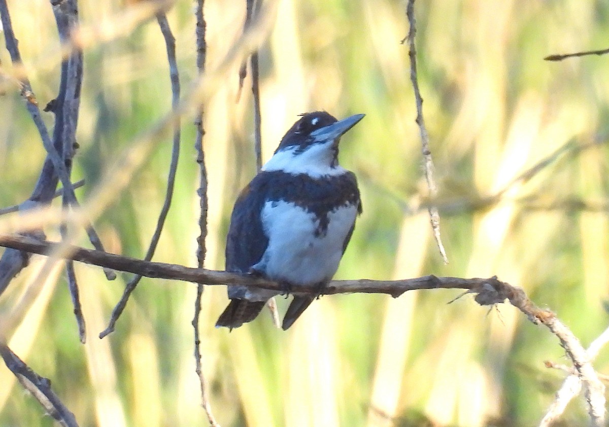 Рибалочка-чубань північний - ML644566858