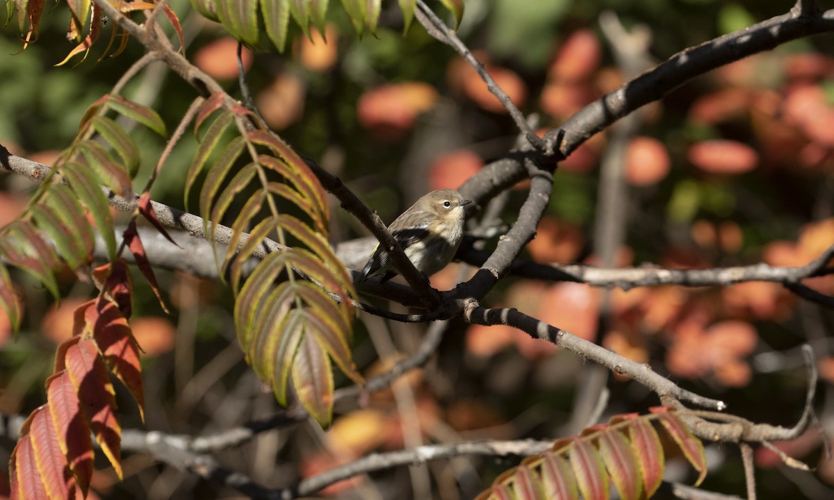 Paruline à croupion jaune (coronata) - ML644566861