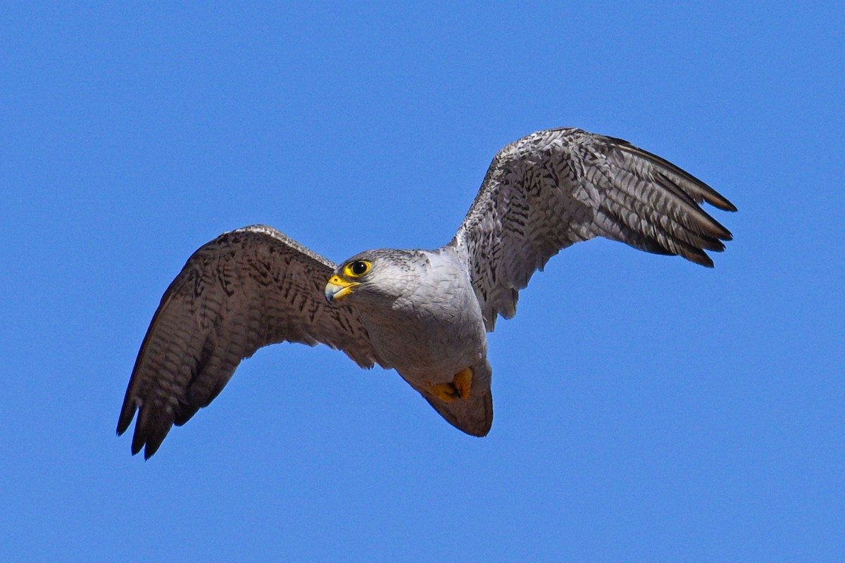 Silberfalke - ML644566871