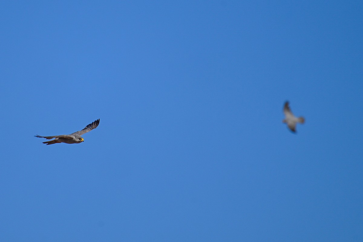 Silberfalke - ML644566872