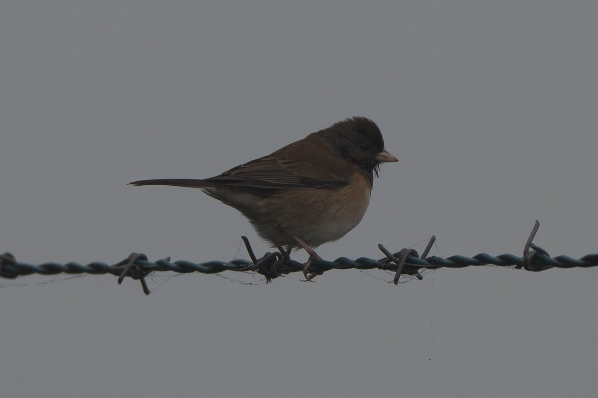 ユキヒメドリ - ML644566875