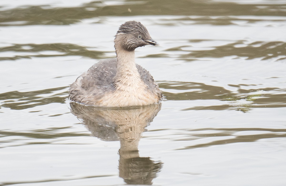 Hoary-headed Grebe - ML644566881