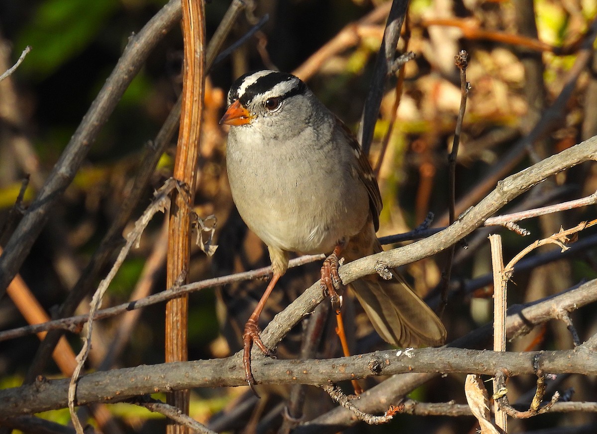Бруант білобровий (підвид gambelii) - ML644566882