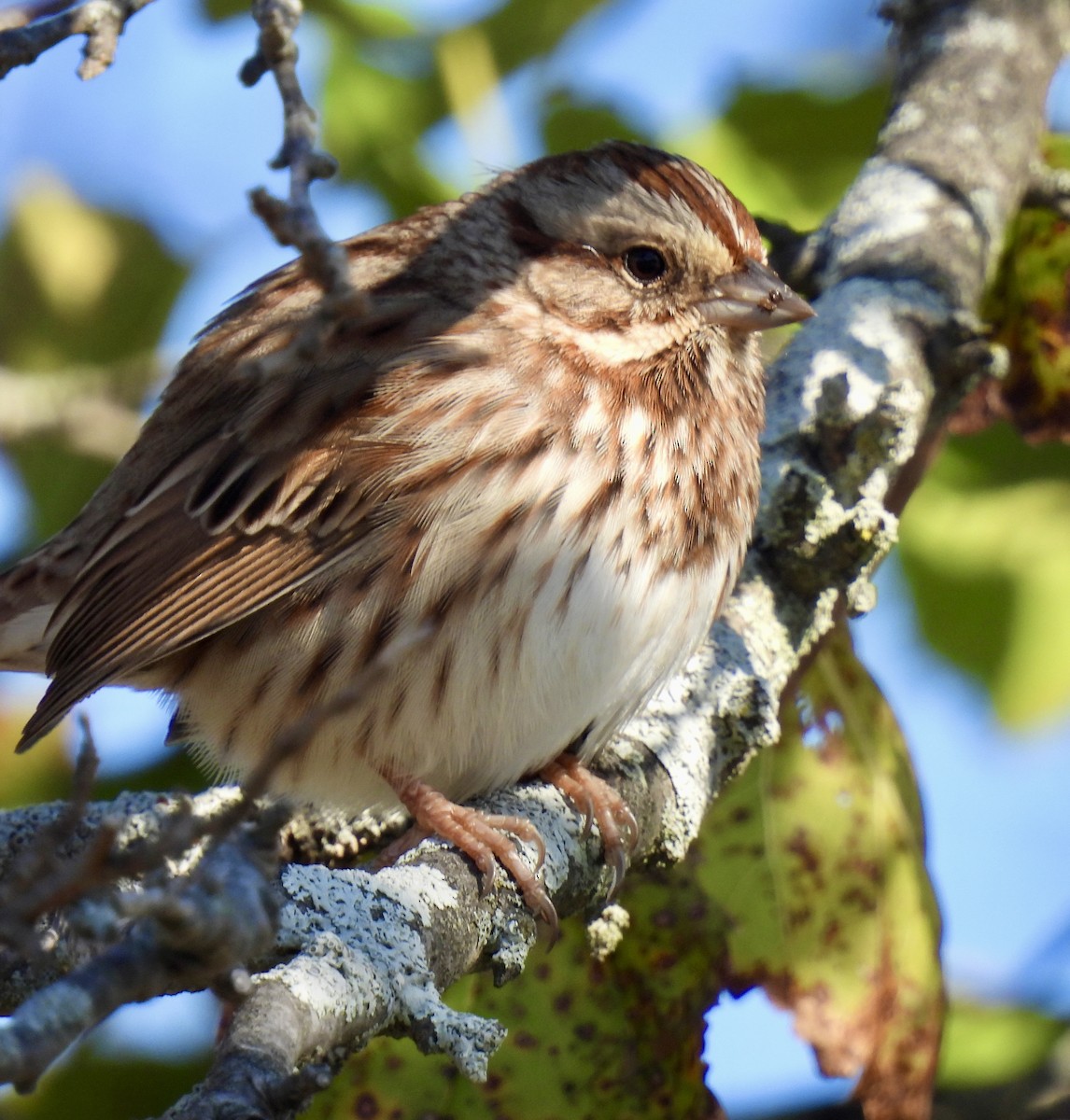Song Sparrow - ML644566883