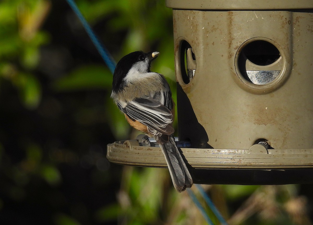 Гаїчка світлокрила - ML644566891