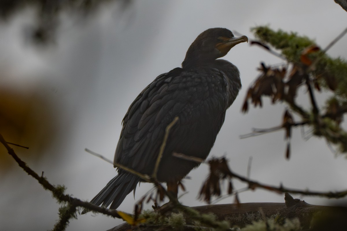 ミミヒメウ - ML644566893