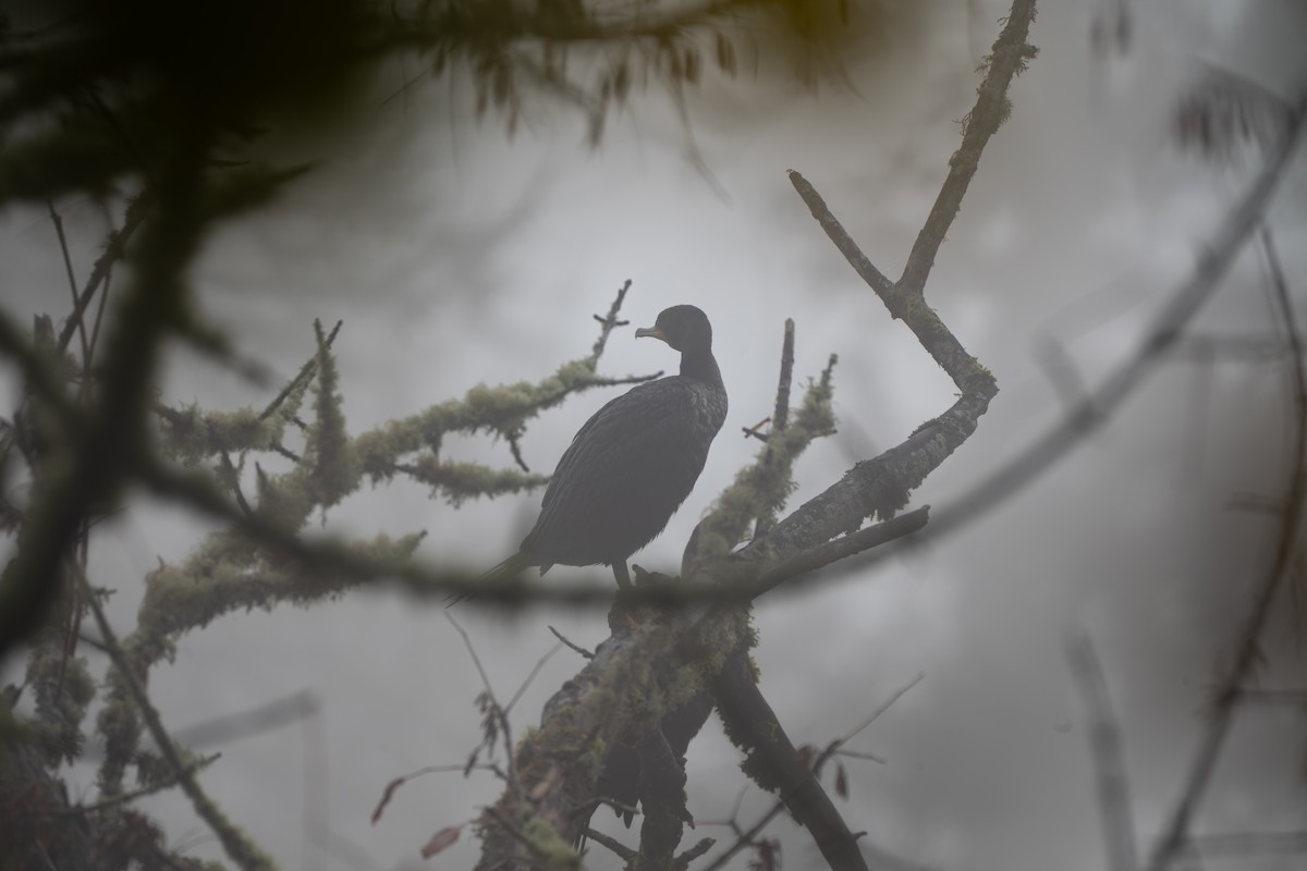 ミミヒメウ - ML644566897