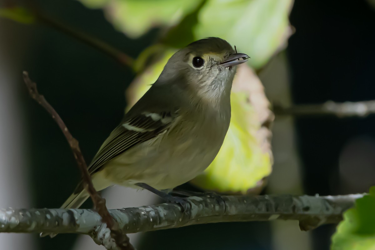 Viréo de Hutton - ML644566919