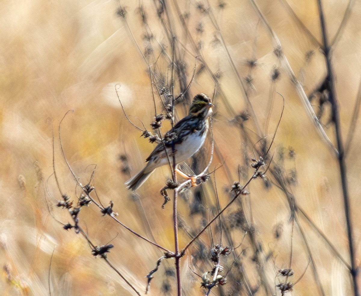 Bruant des prés - ML644566923