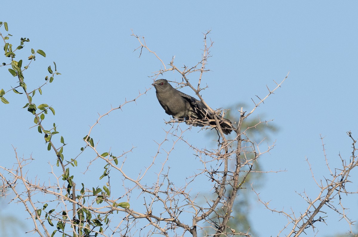 Phainopepla - ML644566926