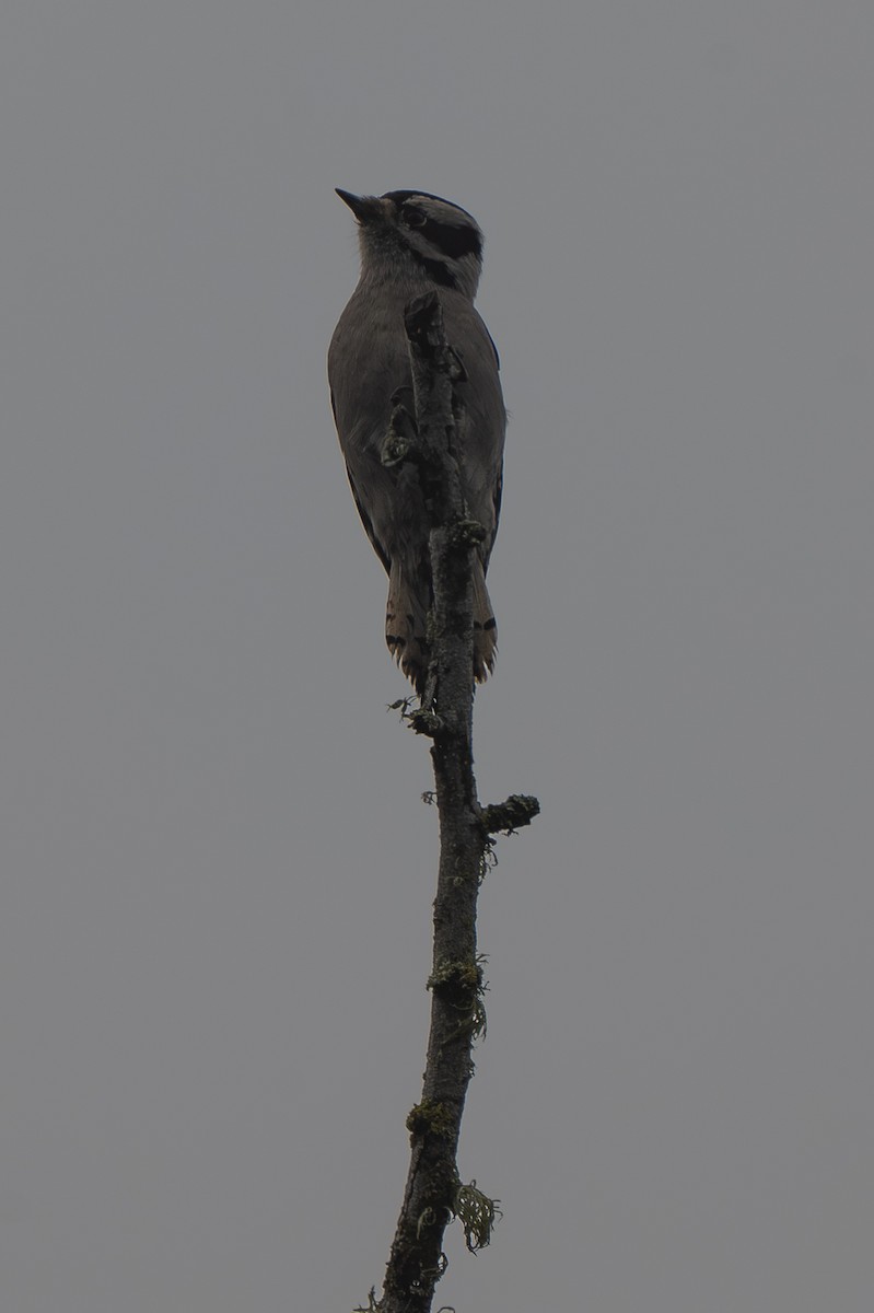 セジロコゲラ - ML644566927