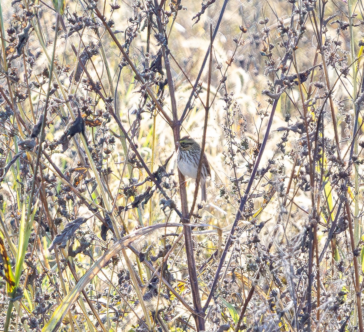 Bruant des prés - ML644566928