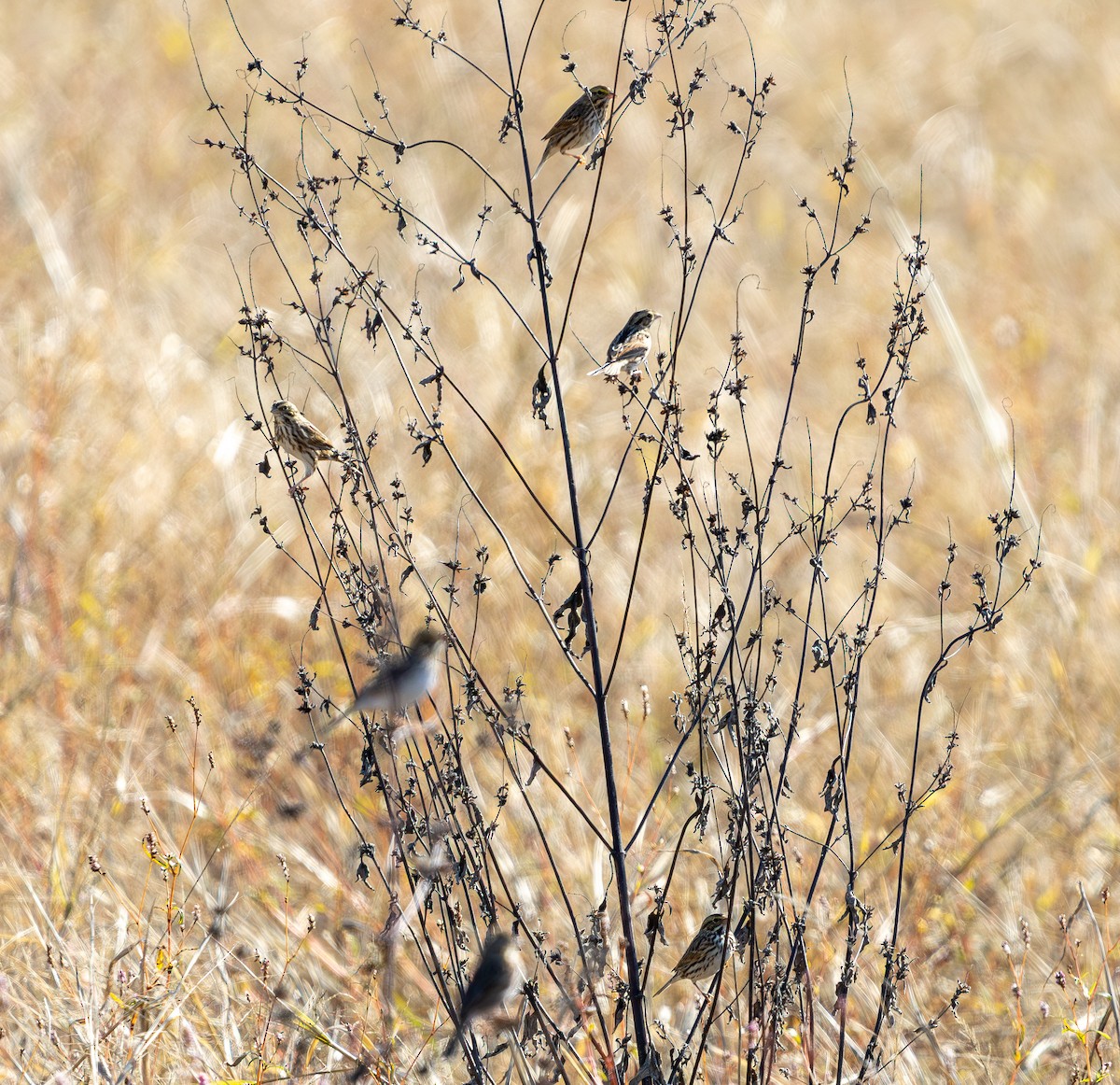 Bruant des prés - ML644566930