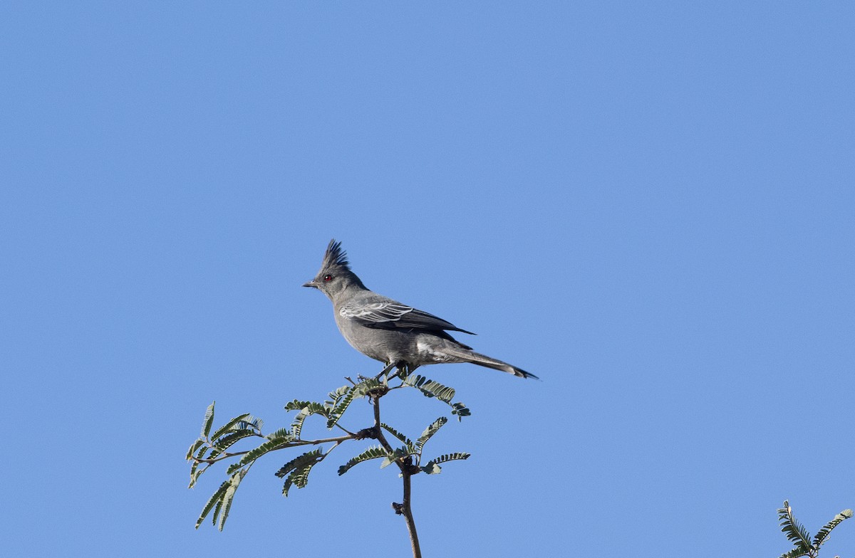 Phainopepla - ML644566931