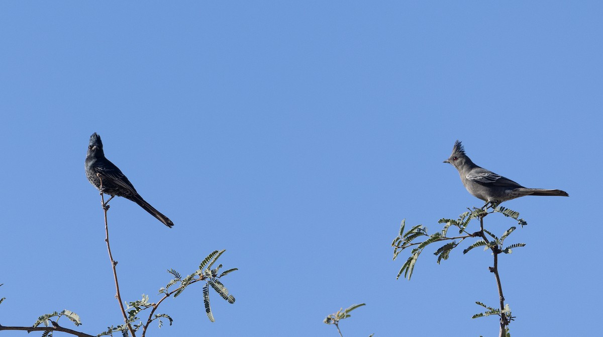 Phainopepla - ML644566933