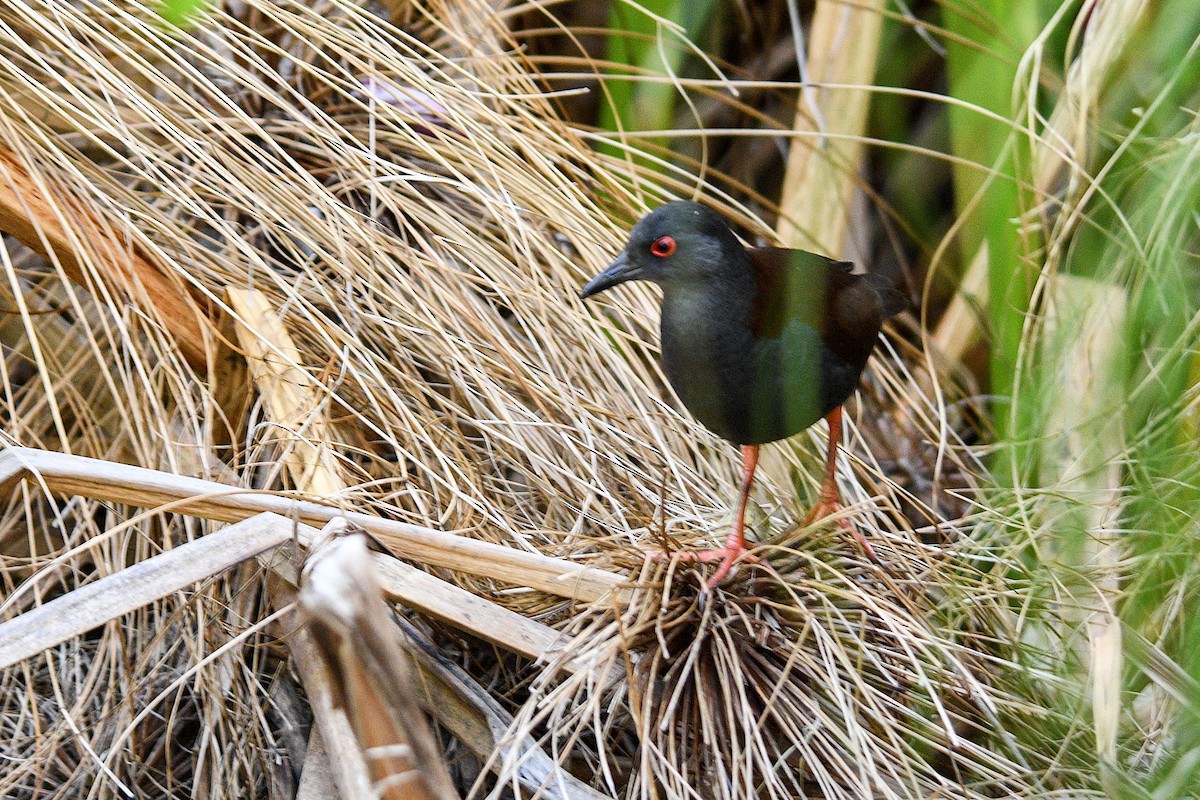Marouette fuligineuse - ML644566934