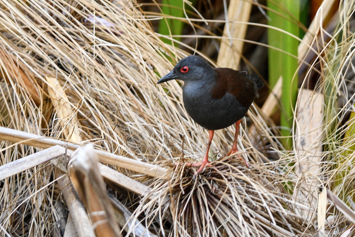 Marouette fuligineuse - ML644566935