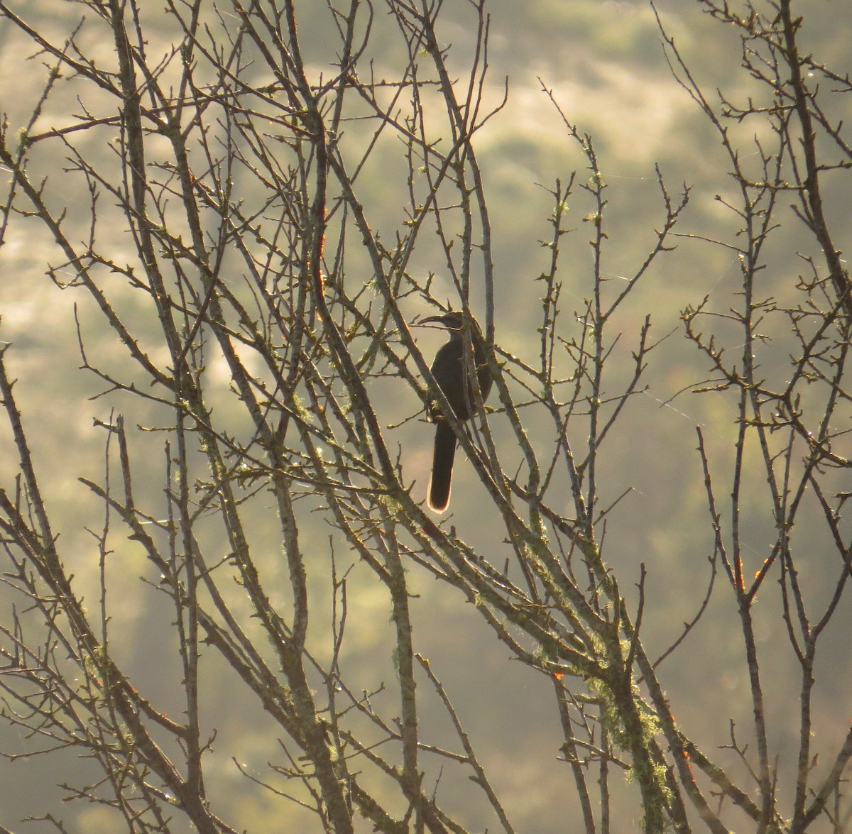 California Thrasher - ML644566936
