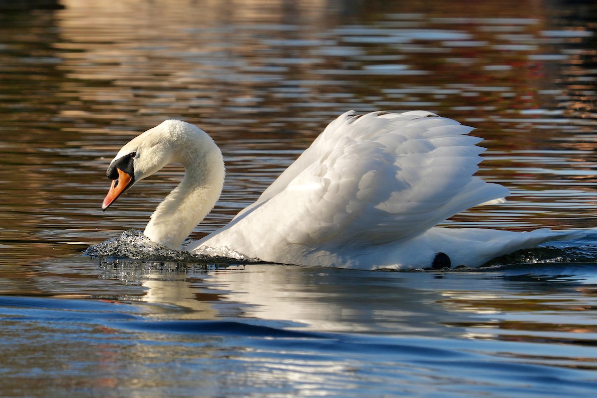 Cygne tuberculé - ML644566937