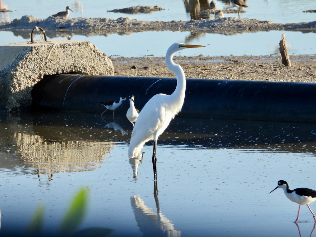 Grande Aigrette - ML644566938
