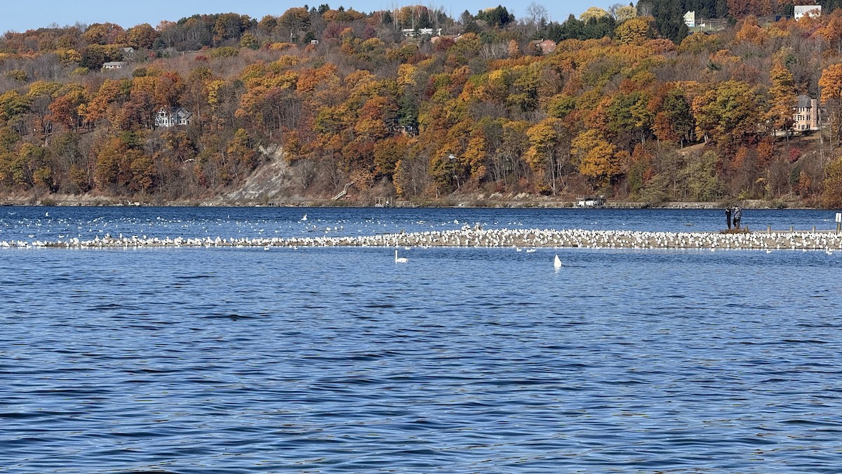 Cygne trompette - ML644566940