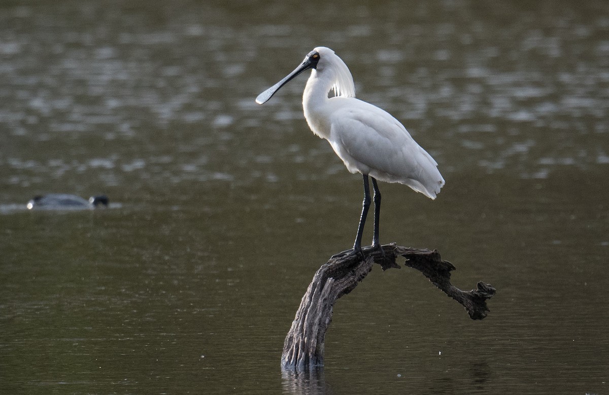 Spatule royale - ML644566941