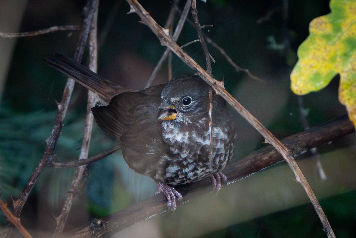 ゴマフスズメ - ML644566942