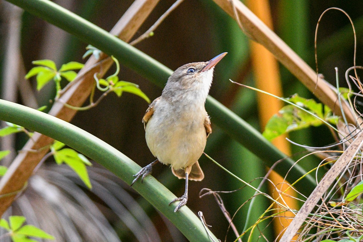 Rousserolle d'Australie - ML644566945