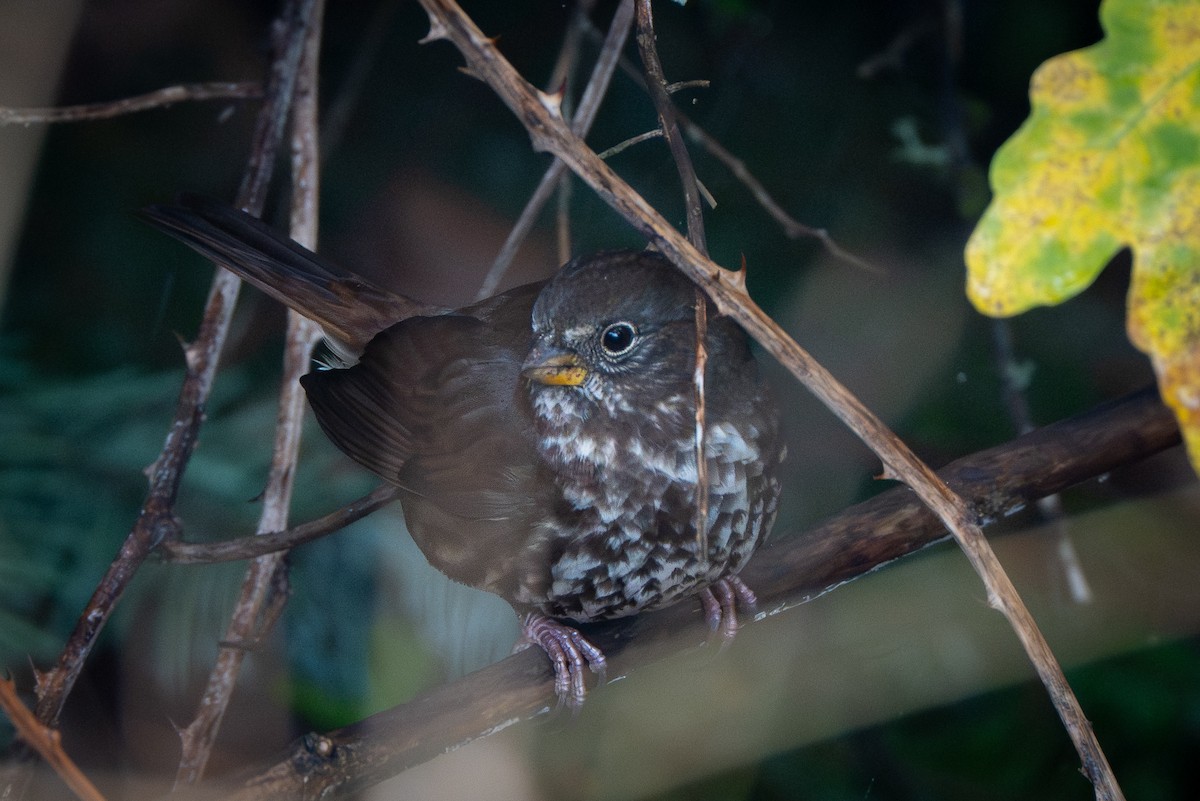 ゴマフスズメ - ML644566946