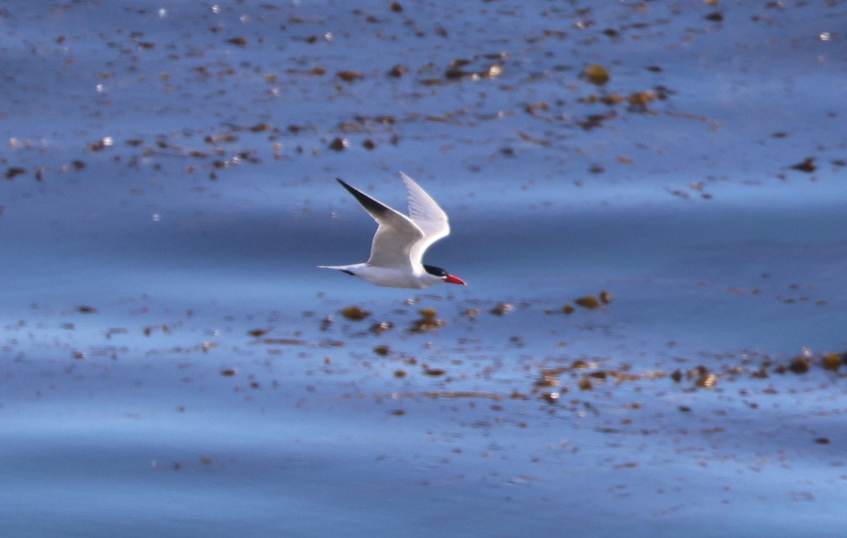 Sterne caspienne - ML644566947