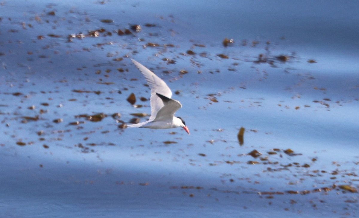 Sterne caspienne - ML644566948