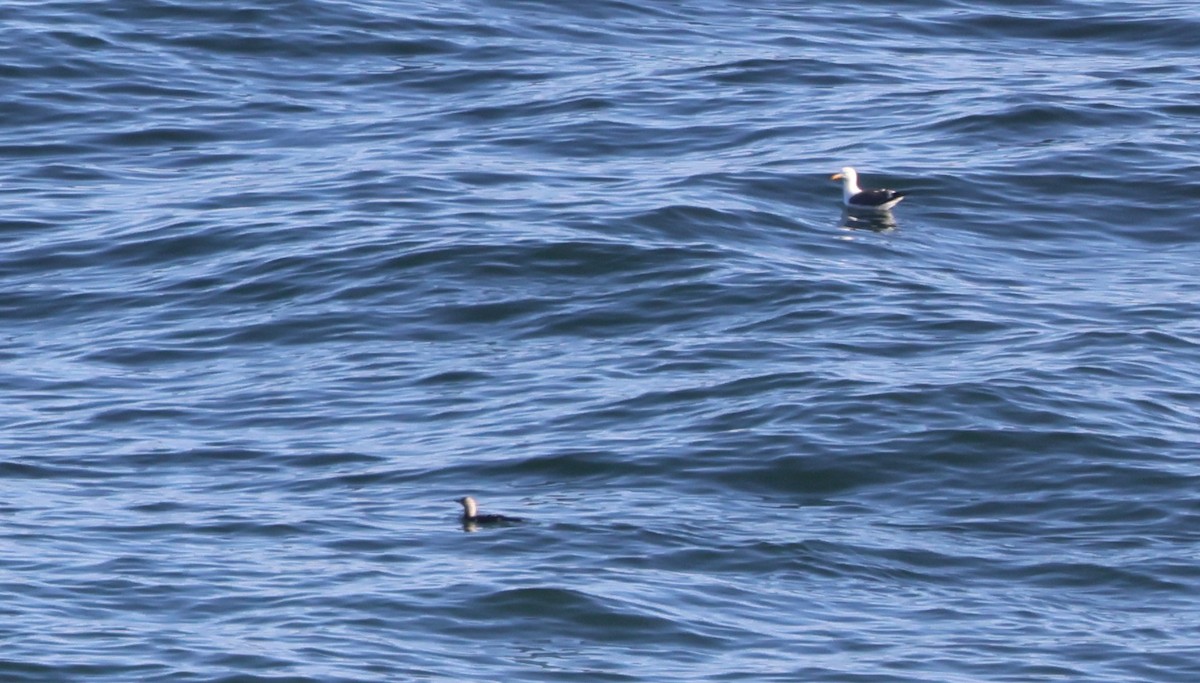 Plongeon du Pacifique - ML644566949