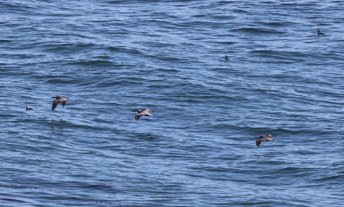 Pacific Loon - ML644566950