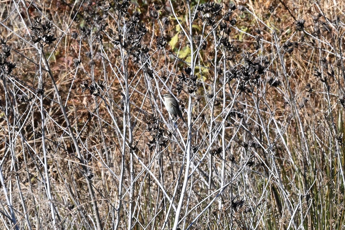 Paruline à croupion jaune - ML644566951