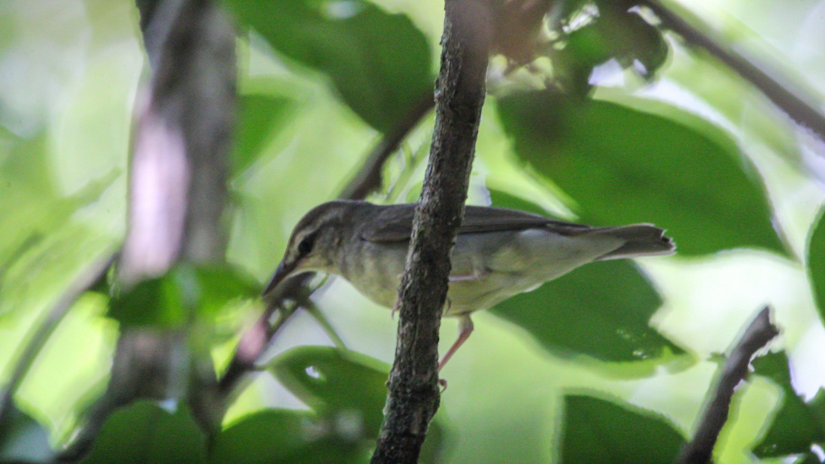 Paruline de Swainson - ML644566952