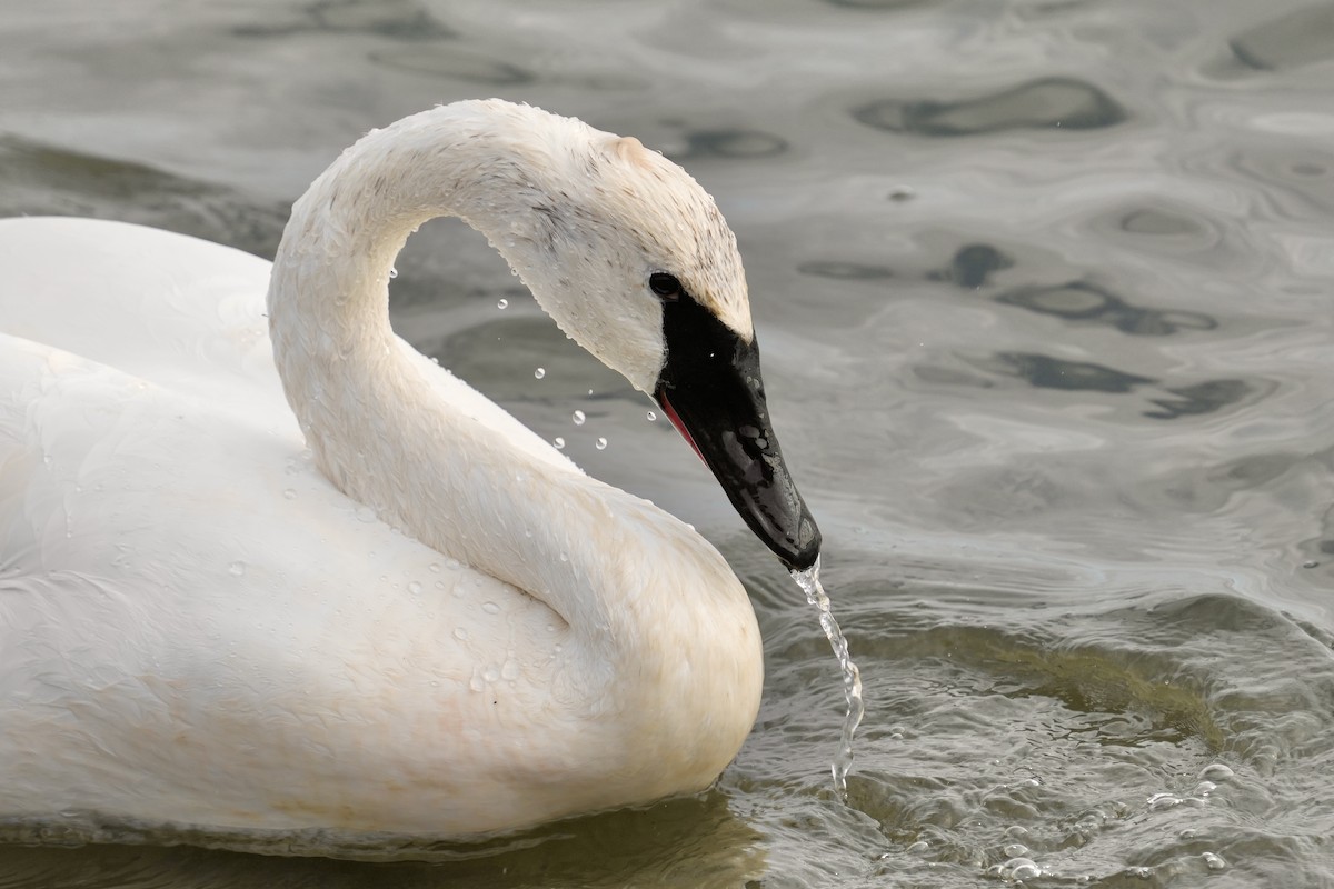 Cygne trompette - ML644566953