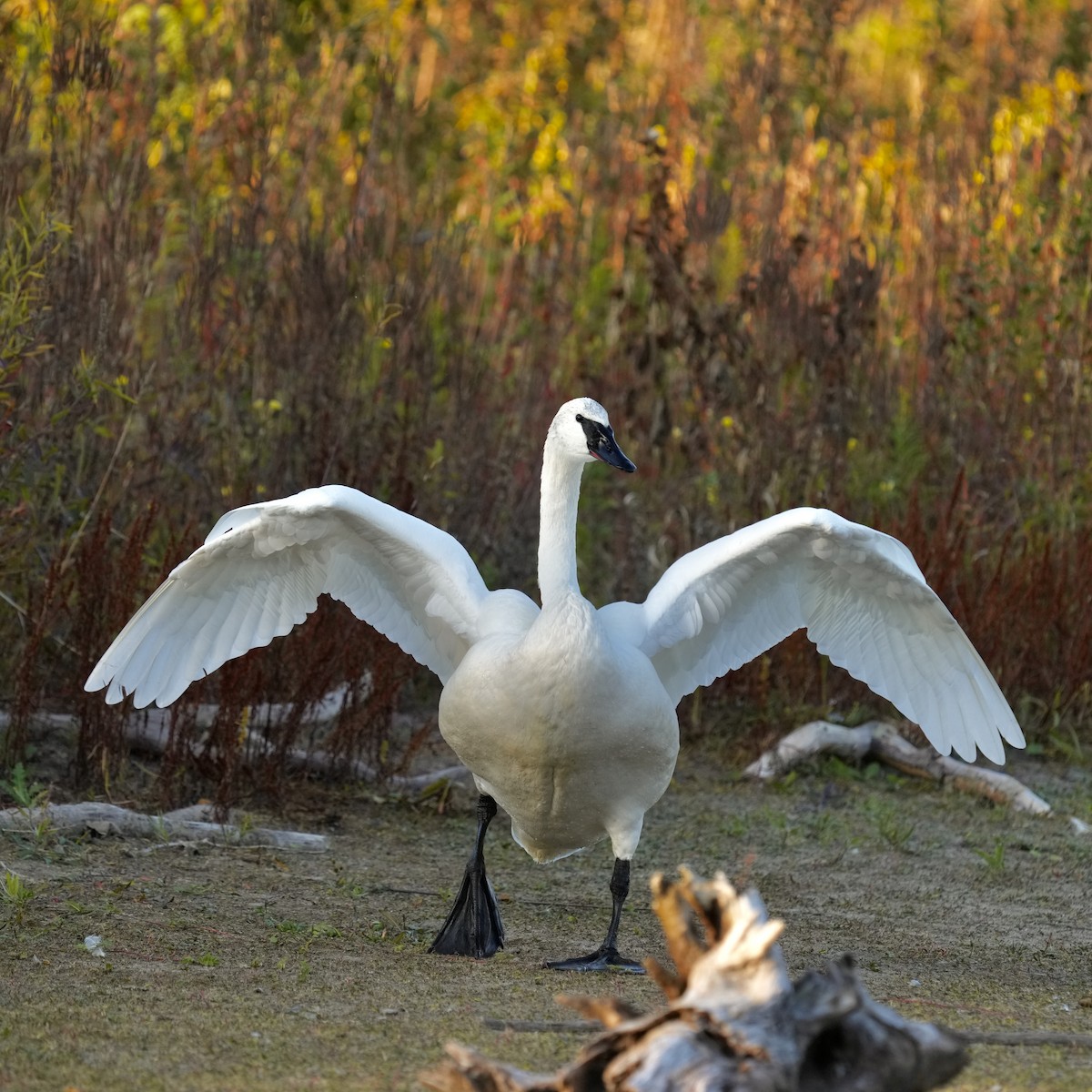 Cygne trompette - ML644566955